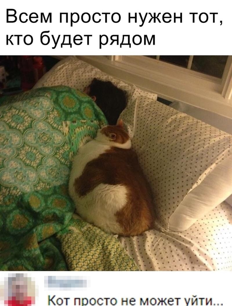 Всем просто нужен тот кто будет рядом Кот посто не может йти