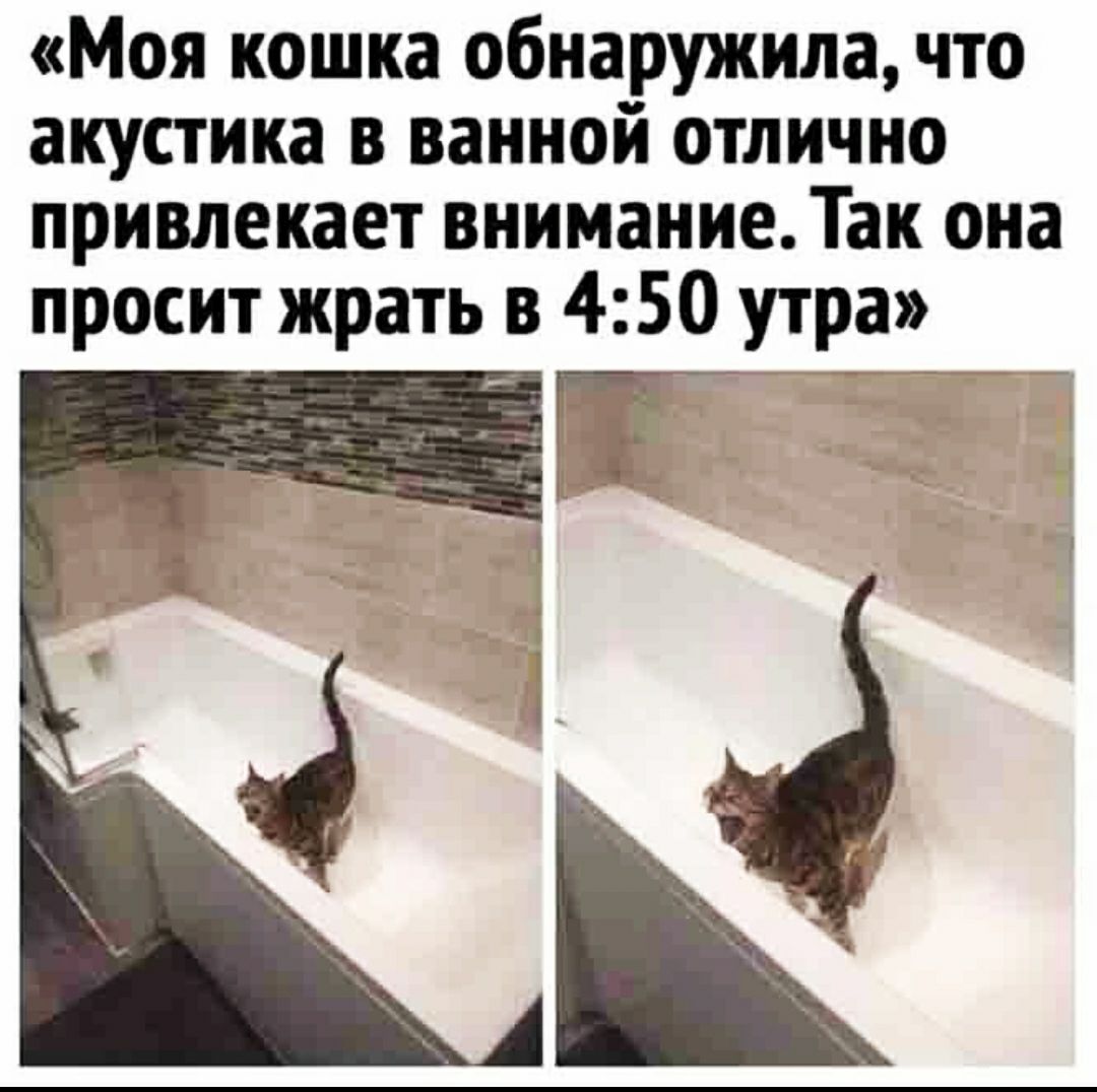 Моя кошка обнаружила что акустика в ванной отлично привлекает вниманиеТак она просит жрать в 450 утра