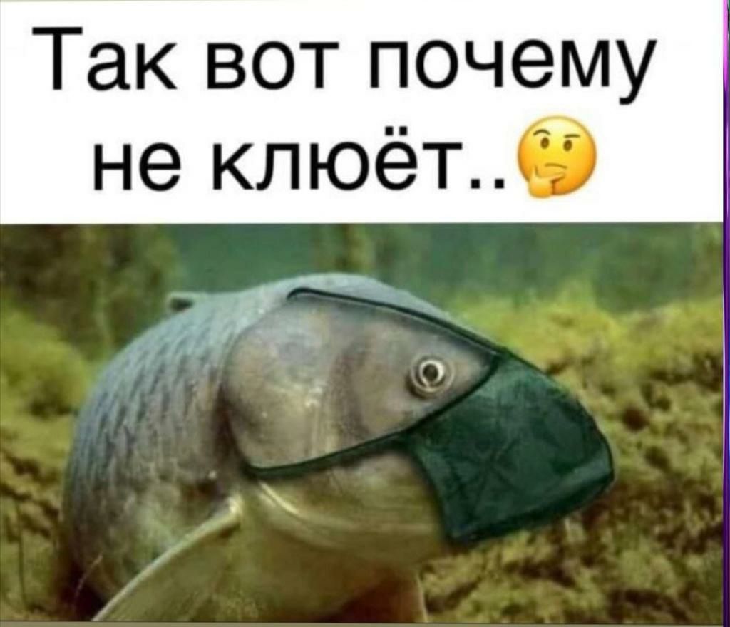 Так вот почему не клюёт