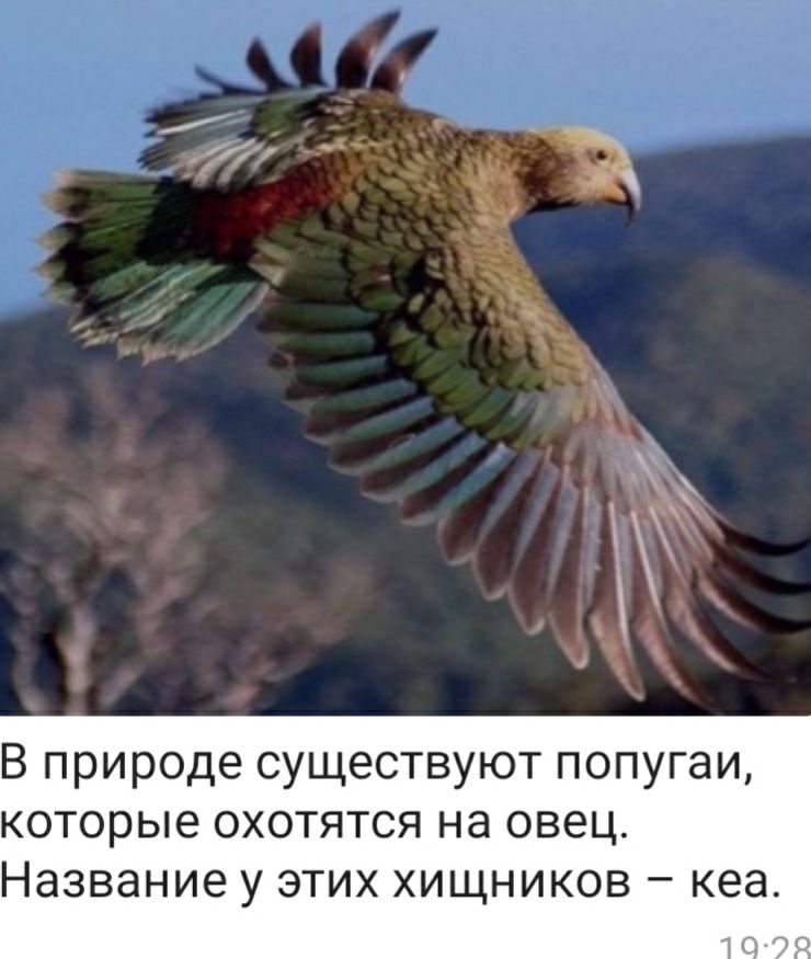 В природе существуют попугаи которые охотятся на овец Название у этих хищников кеа