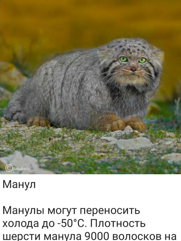 Овлыввио Манул Манулы могут переносить холода до 50С Плотность шерсти манула 9000 волосков на