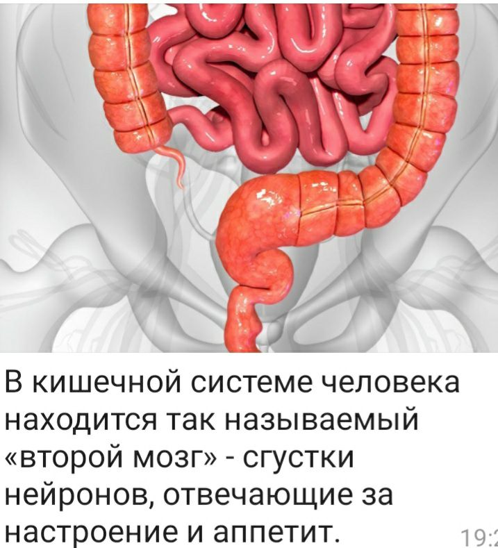В кишечной системе человека находится так называемый второй мозг сгустки нейронов отвечающие за настроение и аппетит
