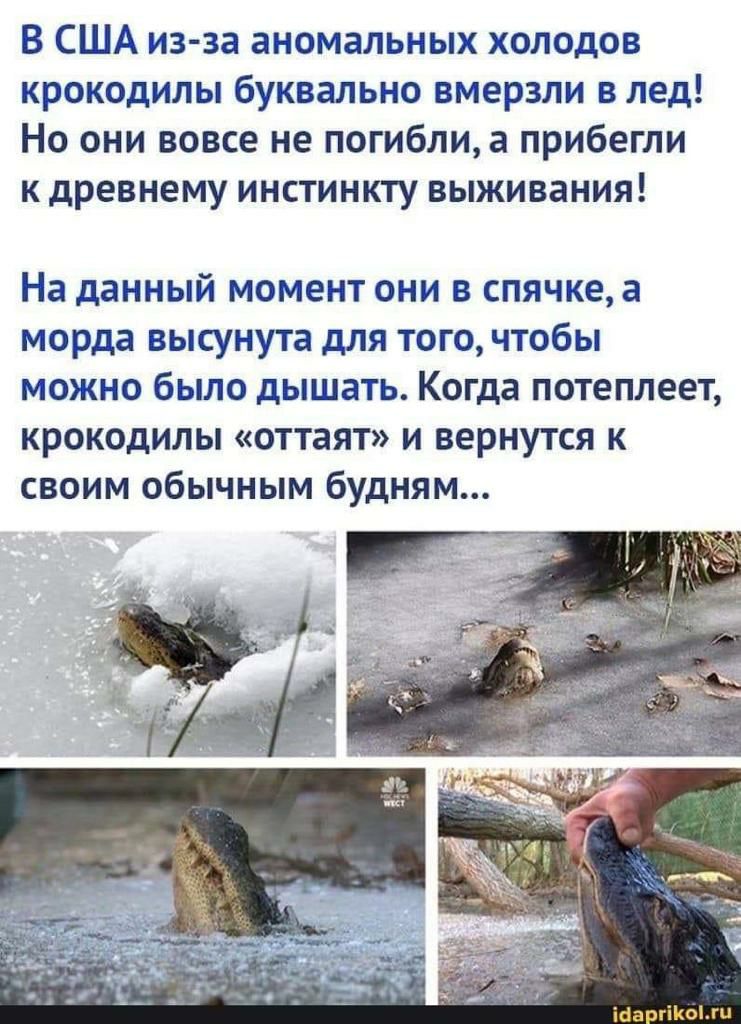 В США из за аномальных холодов крокодилы буквально вмерзли в лед Но они вовсе не погибли а прибегли к древнему инстинкту выживания На данный момент они в спячке а морда высунута для того чтобы можно было дышать Когда потеплеет крокодилы оттаят и вернутся к своим обычным будням