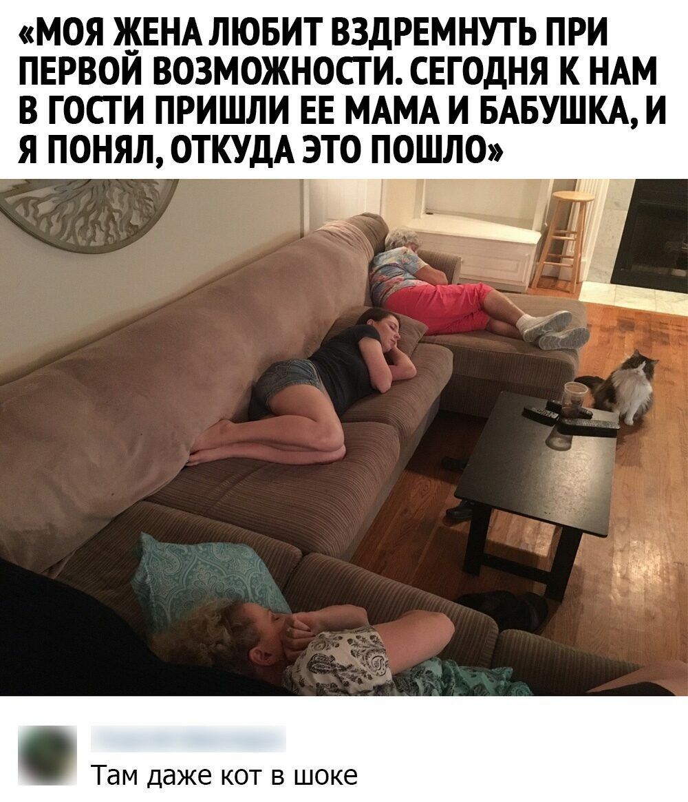МОЯ ЖЕНА ЛЮБИТ ВЗДРЕМНУТЬ ПРИ ПЕРВОЙ ВОЗМОЖНОСТИ СЕГОДНЯ К НАМ В ГОСТИ ПРИШЛИ ЕЕ МАМА И БАБУШКА И Я ПОНЯЛ ОТКУДА ЭТО ПОШЛО Ы Там даже кот в шоке