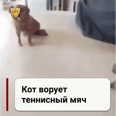 Кот ворует теннисный мяч