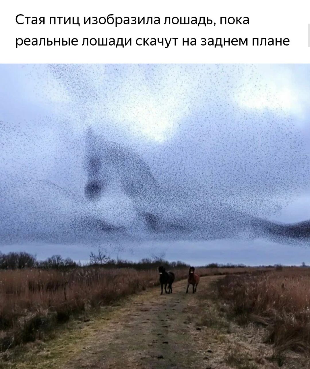 Стая ПТИЦ изобразила ЛОШЭДЬ ПОКЭ реальные ЛОШЭДИ СКЭЧУТ Нд заднем плане