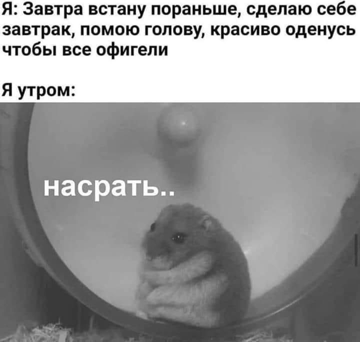 Я Завтра встану пораньше сделаю себе завтрак помою голову красиво оденусь чтобы все офигели Я утром насрать