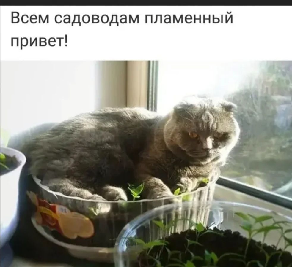Всемсюдоводамгшаменный привеп