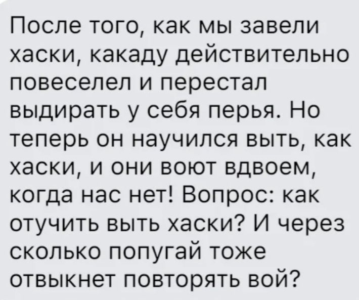 После того как мы завели хаски какаду действительно повеселел и перестал выдирать у себя перья Но теперь он научился выть как хаски и они воют вдвоем когда нас нет Вопрос как отучить выть хаски И через сколько попугай тоже отвыкнет повторять вой