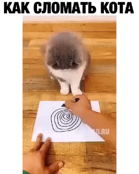 КАК СЛПМАТЬ К0ТА