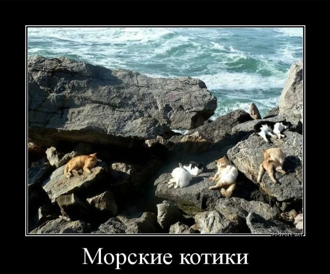 Морские котики