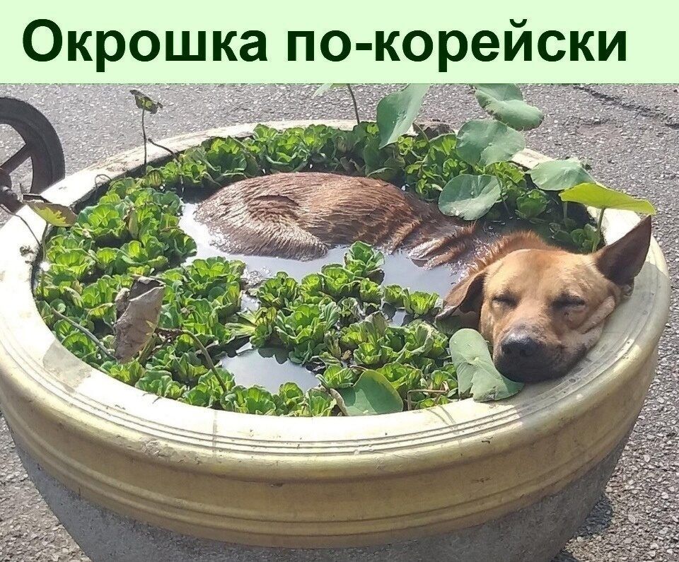 Окрошка по корейски