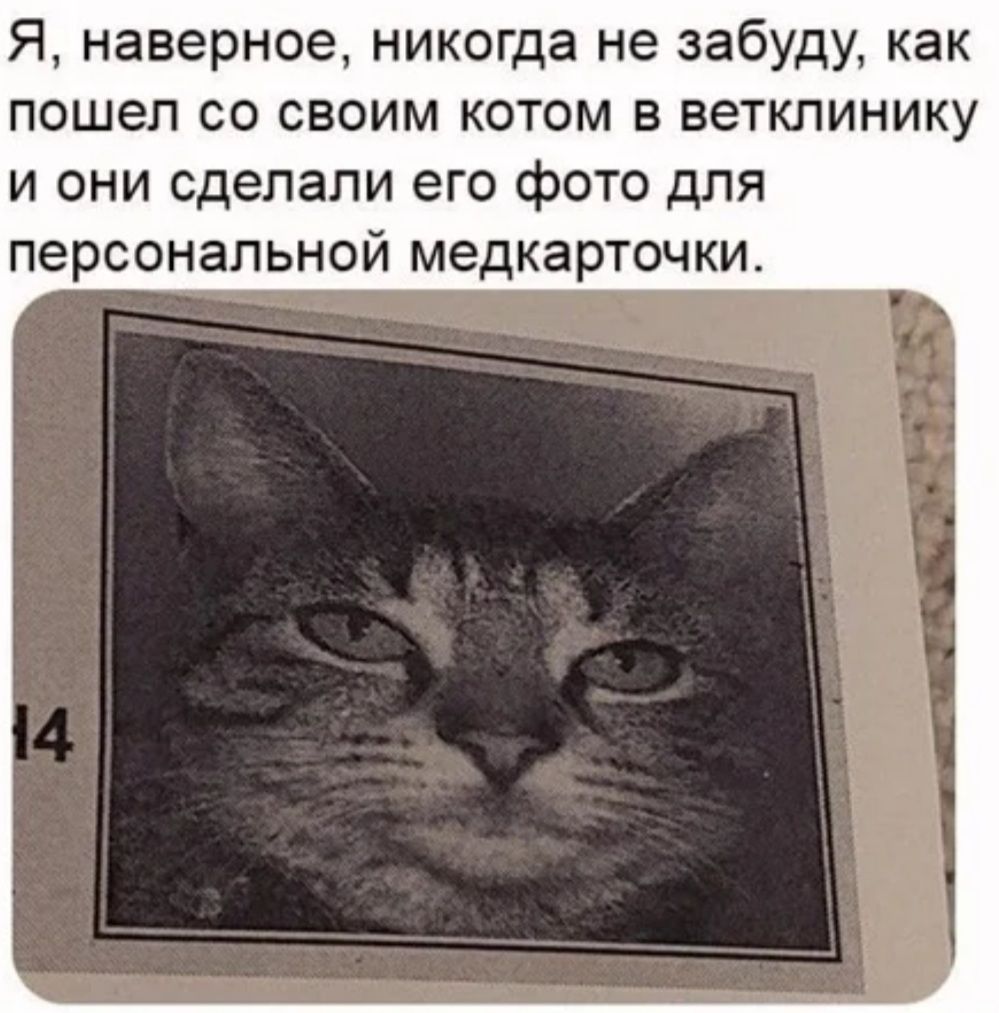 Я наверное никогда не забуду как пошел со своим котом в ветклинику и они сделали его фото для персональной медкарточки