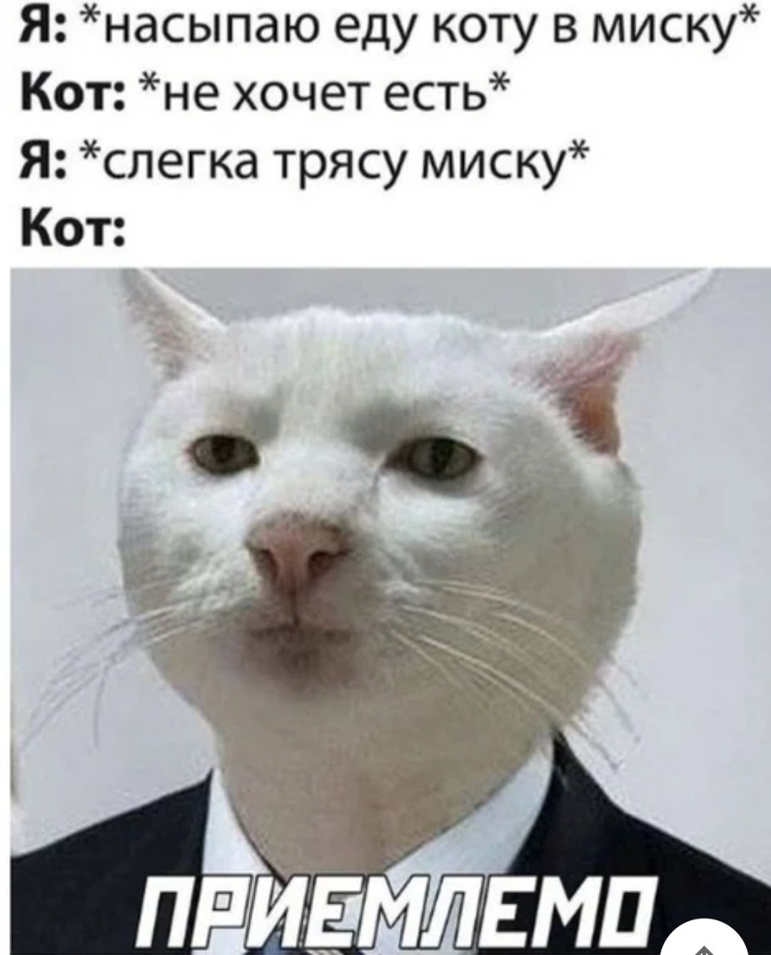 Я насыпаю еду коту в миску Кот не хочет есть Я слегка трясу миску Кот