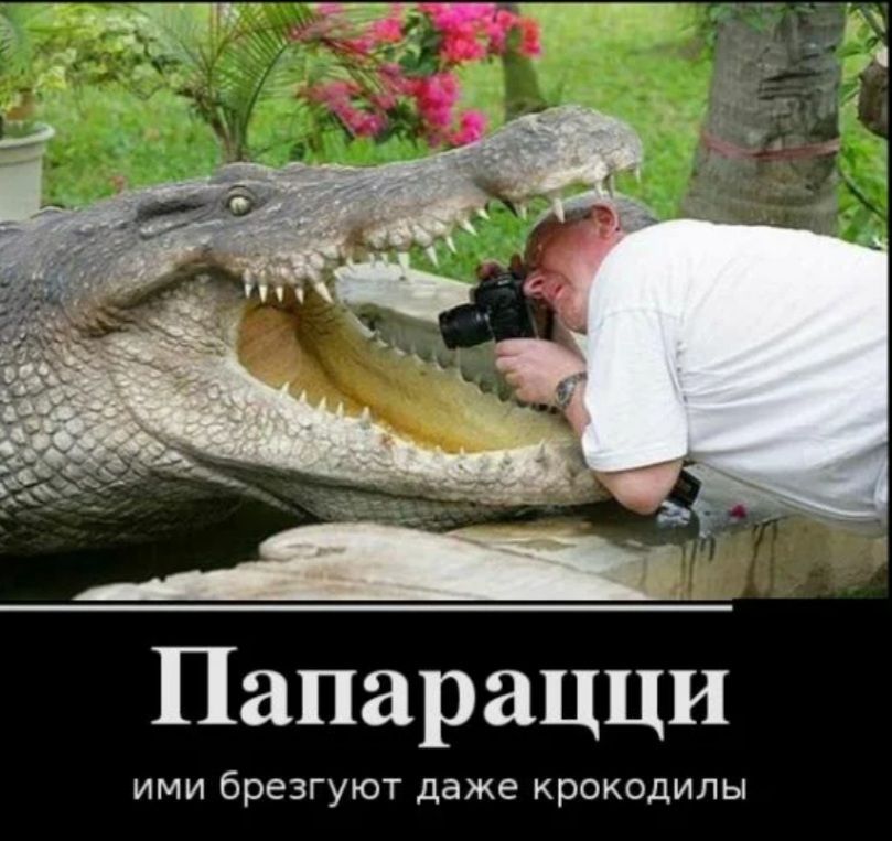 Папарацци ими брезгуют даже крокодилы