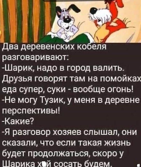 Два деревенских ко еля разговаривают Шарик надо в город валить друзья говорят там на помойках еда супер суки вообще огонь Не могу Тузик у меня в деревне перспективы Какие Я разговор хозяев слышал они сказали что если такая жизнь будет продолжаться скоро у Шарика хпй сосать будем