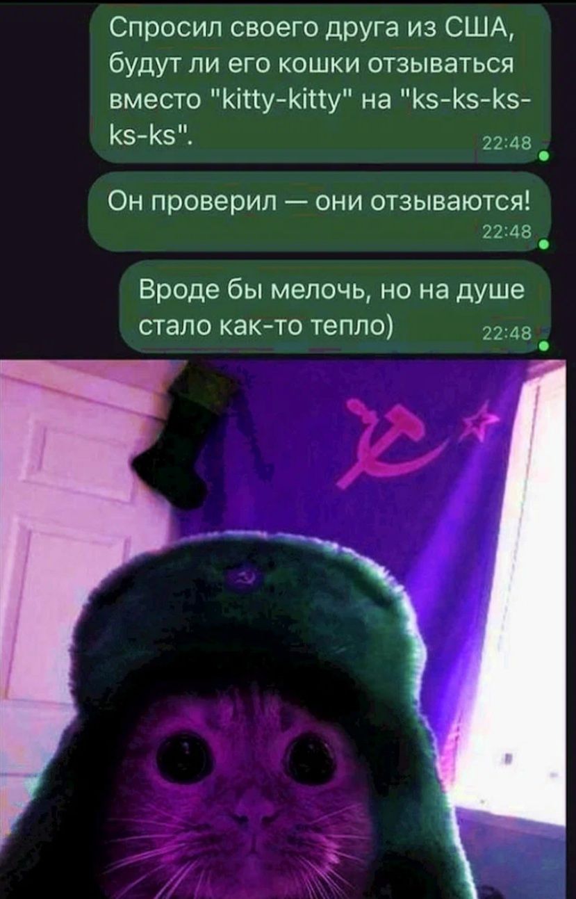Спросил своего друга из США будут ли его кошки отзываться вместо КіпуКіпу на Кз Кз Кз 5405 2248 _ Он проверил они отзываются 2248 Вроде бы мелочь но на душе стало как то тепле 2248