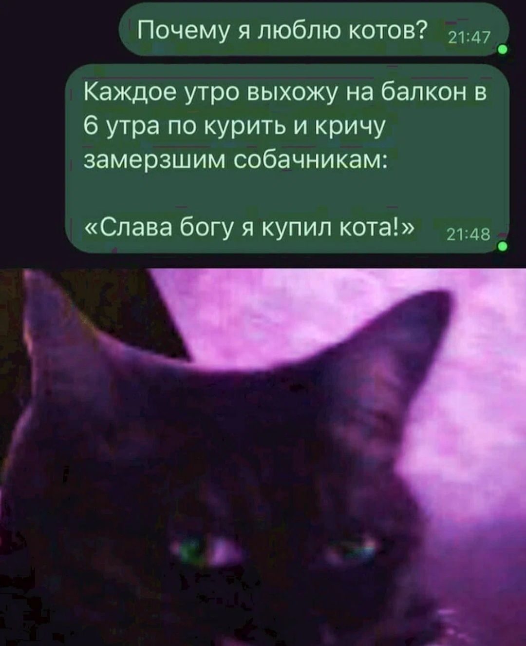 Почему я люблю котов 21147 Каждое утро выхожу на балкон 8 6 утра по курить и кричу замерзшим собачникам Слава богу я купил кота 2148