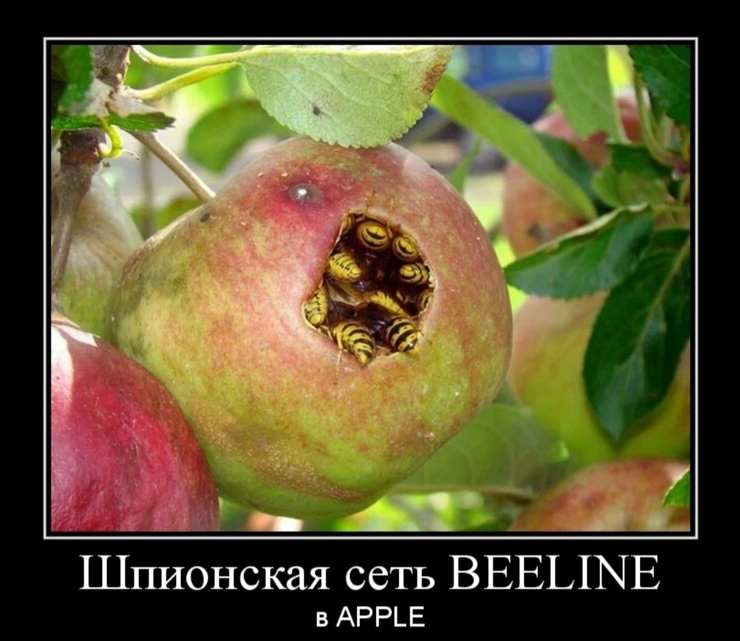 шпионская сеть ВЕЕЫЫЕ в АРРЕ