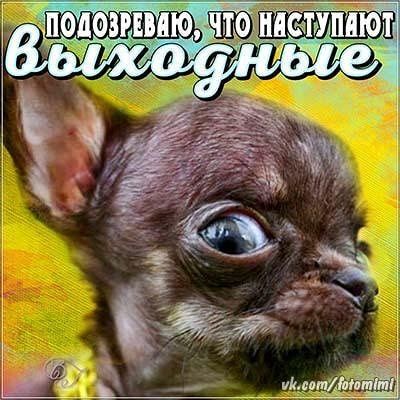 Щи