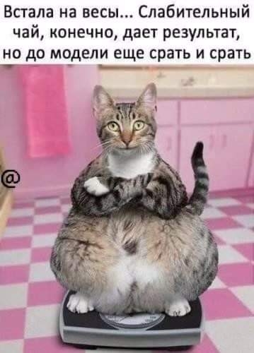 Встала на весы Слабительный чай конечно дает результат но до модели еще срать и срать _ _ _