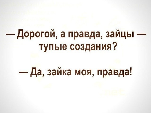 дорогой а правда зайцы тупые создания да зайка моя правда