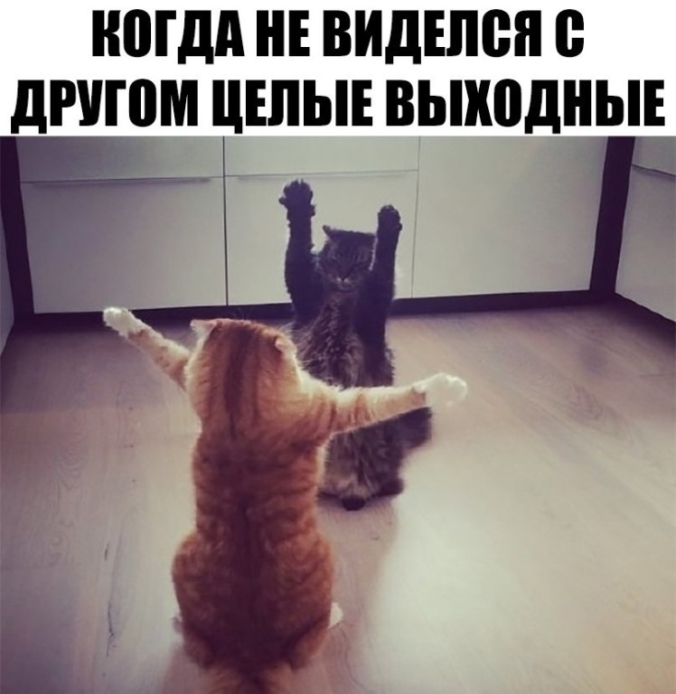 НШДА НЕ ВИДЕШШ 0 дРУШМ ЦЕЛЫЕ ВЬПШДНЫЕ