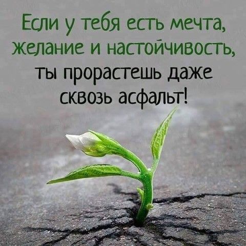Если у тебя есгь мечта желание и насгойчивосщ ты прорастешь даже сквозь асфальт