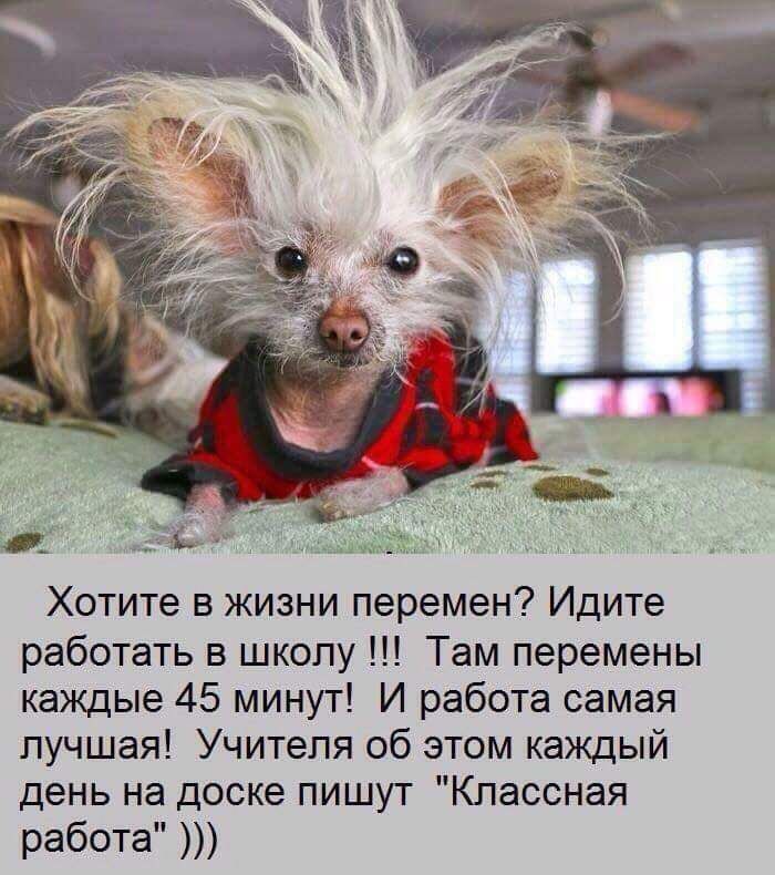 Хотите в жизни перемен Идите работать в школу Там перемены каждые 45 минут И работа самая лучшая Учителя об этом каждый день на доске пишут Классная работа