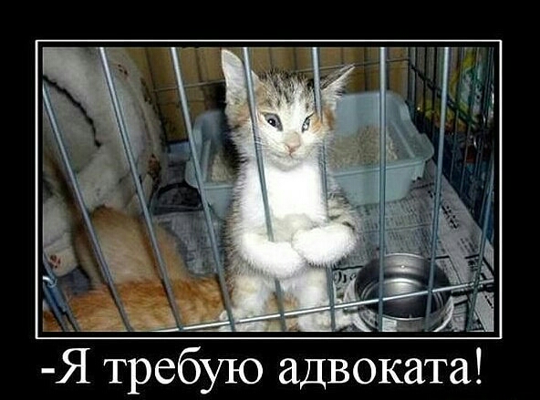Я требую адвоката
