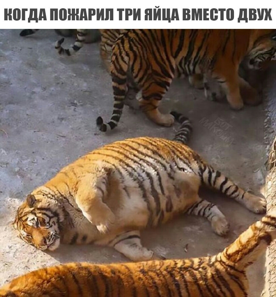 КОГДА ПШШЦИЛ ТРИ ЯЙЦА ВМЕСТО дВУХ