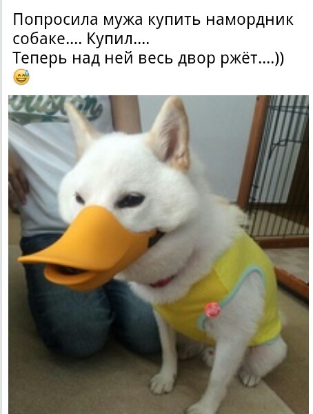 Попросила мужа купить намордник собаке Купил Теперь над ней весь двор рже