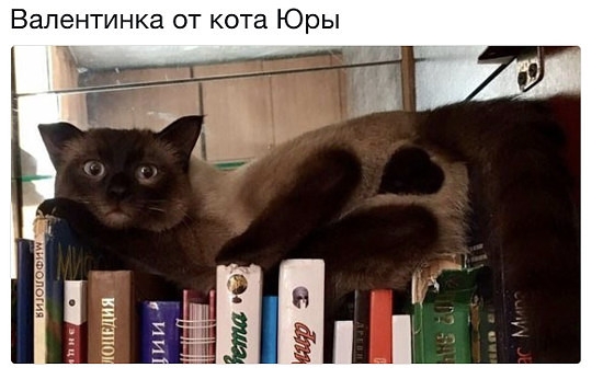 Валентинка от кота Юры