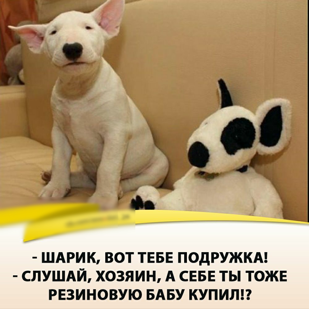 ШАРИК ВОТ ТЕБЕ ПОДРУЖКА СЛУШАЙ ХОЗЯИН А СЕБЕ ТЫ ТОЖЕ РЕЗИНОВУЮ БАБУ КУПИЛ