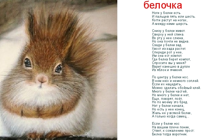 белочка
