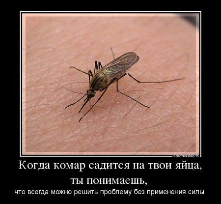 Когда комар садится на твои яйца ты понимаешь что всегда можно решит проблему вез применения силы