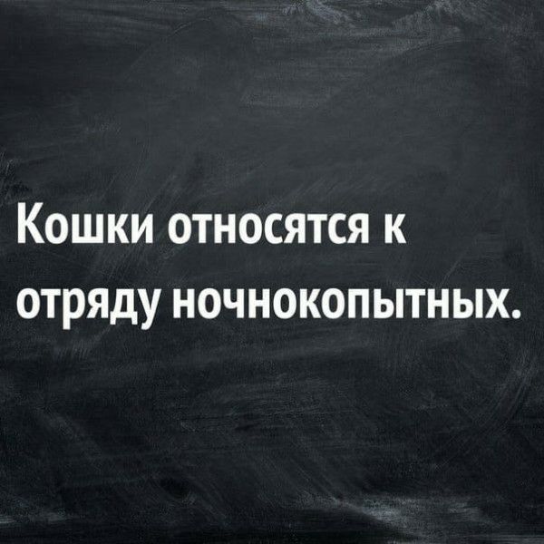 Кошки относятся к отцу ночнокопытных