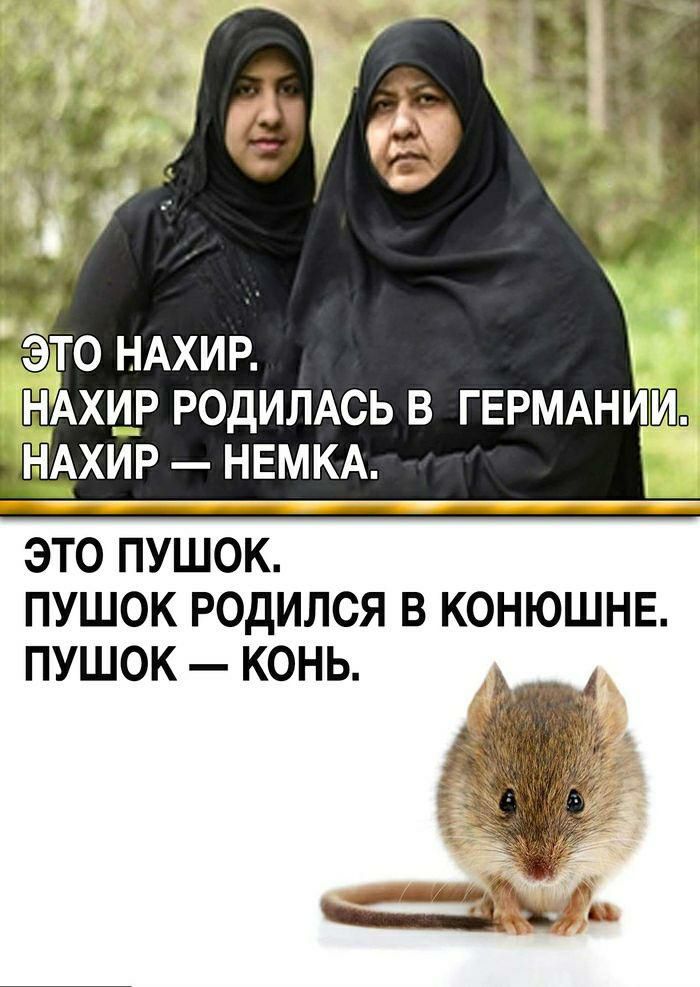 это НАхиР НАХИР РОДИЛАСЬ в ГЕРМАНИИ щХИР НЕМКА ЭТО ПУШОК ПУШОК РОДИЛСЯ В КОНЮШНЕ ПУШОК КОНЬ