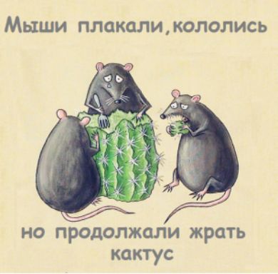 Мыши ПЛОКЦЛИ КОЛОЛИСЬ но продолжали жрать кактус
