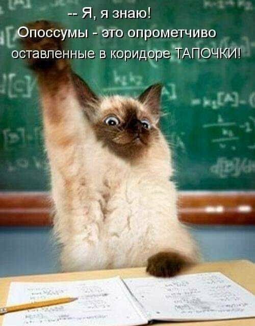 Я я знаю рпоссумы это опрометчиво оставленные в коридЧэеЁАПЭЧКГП 1 м