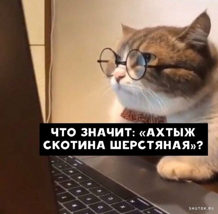 что зндчитАхтыж скотинд ШЕРСТЯНАЯ