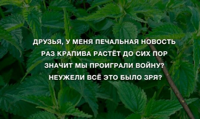 дРУЗЬЯ У МЕНЯ ПЕЧАЛЬНАЯ НОВОСТЬ РАЗ КРАПИВА РАСТЕТ дО СИХ ПОР ЗНАЧИТ МЫ ПРОИГРАЛИ ВОЙНУ НЕУЖЕЛИ ВСЁ ЭТО БЫЛО ЗРЯ