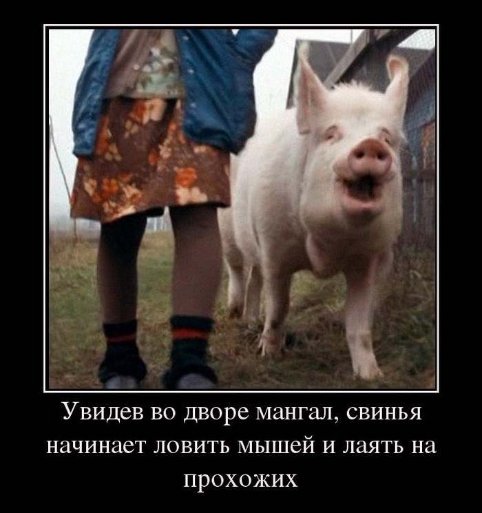 Увидев во дворе мангал свинья начинает ловить мышей и лаять на прохожих