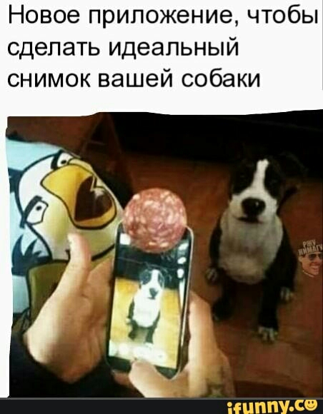 Новое приложение чтобы сделать идеальный снимок вашей собаки