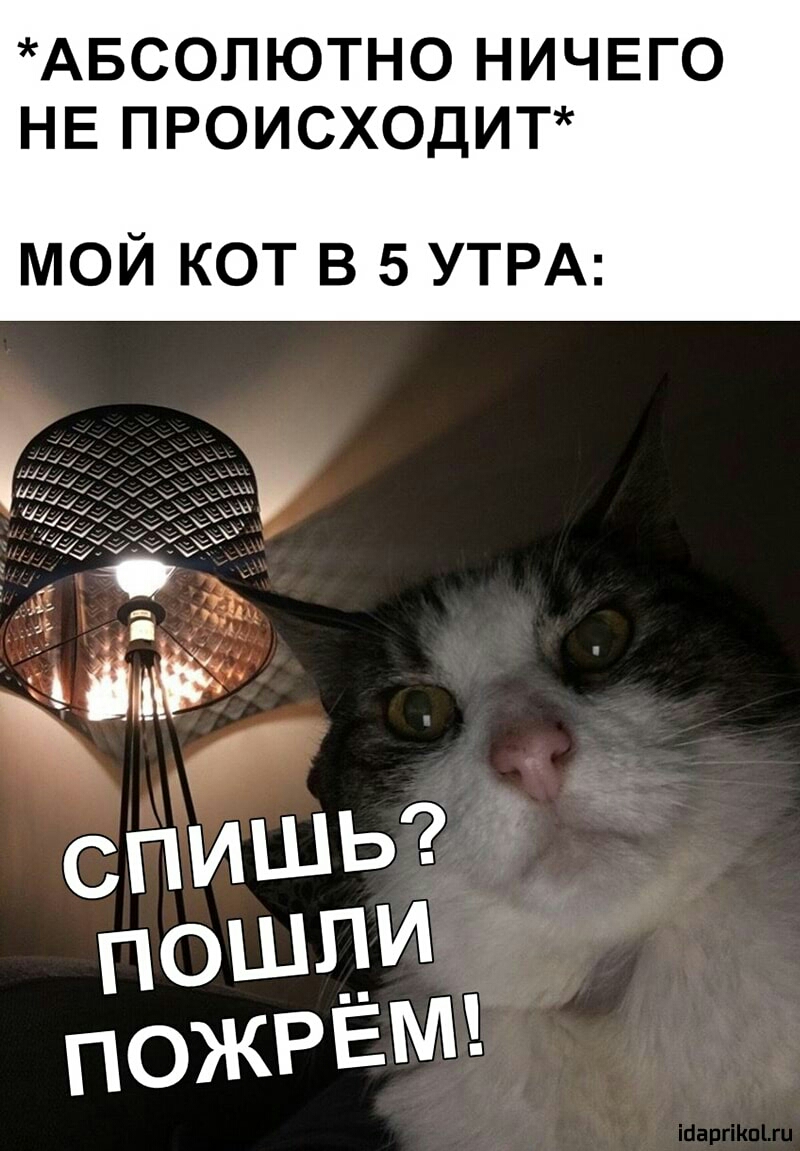 АБСОЛЮТНО НИЧЕГО НЕ ПРОИСХОДИТ МОЙ КОТ В 5 УТРА