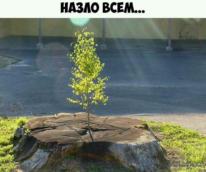 НАЗЛО ВСЕМ