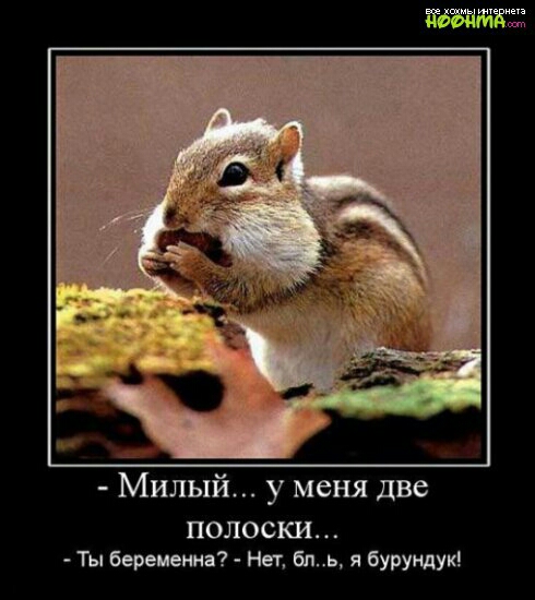 Милый у меня две ПОЛОСКИ ты беременна Нет бпь я бурущук