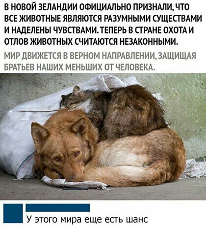 В НОВОЙ ЗЕЛАНЦИИ ОФИЦИАЛЬНО ПРИЗНАЛИ ЧТО ВСЕ ЖИВОТНЫЕ ЯВЛЯЮТСЯ РАЗУМНЫМИ СУЩЕСГ ВАМИ И НАДЕЛЕНЫ ЧУВСТВАМИТЕПЕРЬ В СТРАНЕ ОХОТА И ОТЛОВ ЖИВОТНЫХ СЧИТАЮТСЯ НЕЗАКОННЫМИ МИРдВИЖЕТСЯ В ВЕРНОМ НАПРАВЛЕНИИ3АЩИШАЯ БРАТЬЕВ НАШИХ МЕНЬШРЁОТНЁЛОВЕКА г эт мира еще есгь шанс