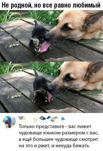 Не родной но все равно любимый о ТОЛЬКО представьте вас ПИЖЁТ ЧУДОВИЩЕ ЯЗЫКОМ размером С ВНС а ещё большее чудовище смотрит на это и ржет и некуда бежать