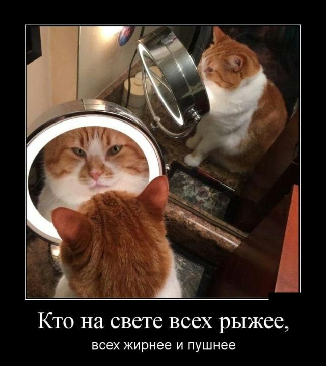 Кто на свете всех рыжее всех жирнее и пушнее